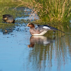 Eurasian Wigeon (Mareca penelope) birds in environment.