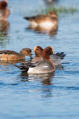 Eurasian Wigeon (Mareca penelope) birds in environment.