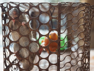 Close up young rat in cage trap, It is a carrier of disease to people and destroys things in the house, Extermination, Selective Focus.