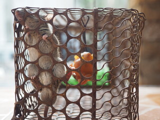 Close up young rat in cage trap, It is a carrier of disease to people and destroys things in the...