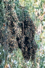 Monarch Butterfly aka Danaus plexippus in cluster due to temperature below 55 degrees Fahrenheit in which they can't fly