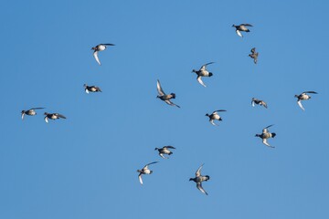 Eurasian Wigeon (Mareca penelope) birds in flight in sky