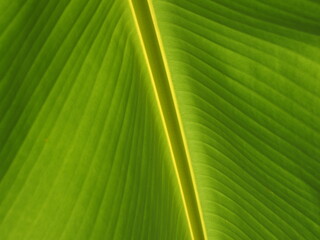 Close up Large Banana leaf, Banana leaf.