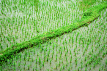 The green saplings in the rainy season