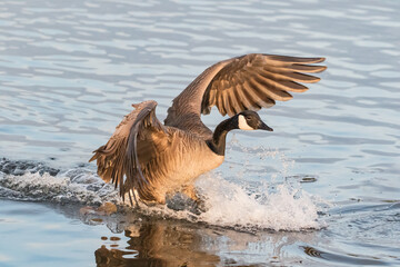 Canada goose making a landing on the lake