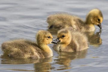 Goslings
