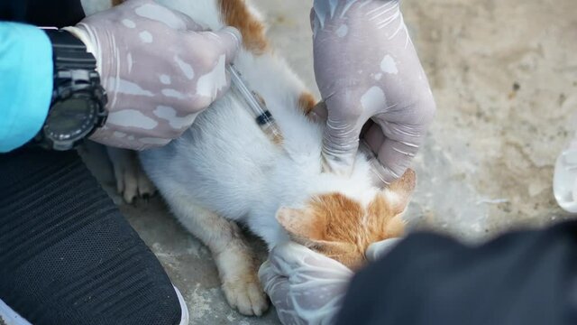 A veterinarian in white gloves vaccinates a homeless  sick cat in outdoors. Pet treatment 