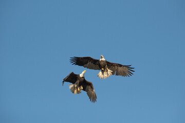 2 bald eagles above in the blue sky