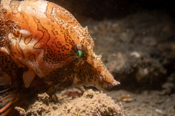 Portrait of a grunt sculpin