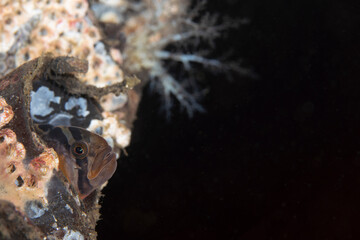 Saddleback gunnel
