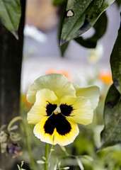 Pansy. Violets. Violet on a background of green foliage. Colorful violets.