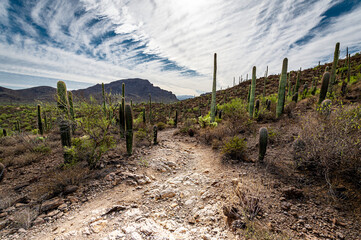 Arizona landscape rugged hiking trail lined with saguaro cactus in Tucson Mountain Park on the Yetman Trail.