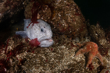 Wolf eel and starfish