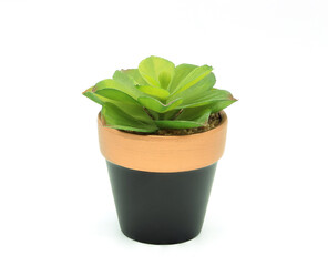 Succulent in baked clay Pot isolated on white background.