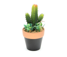 cactus tree and baked clay Pot on white background , isolated