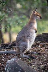 Nervous Wallaby looking at something of interest