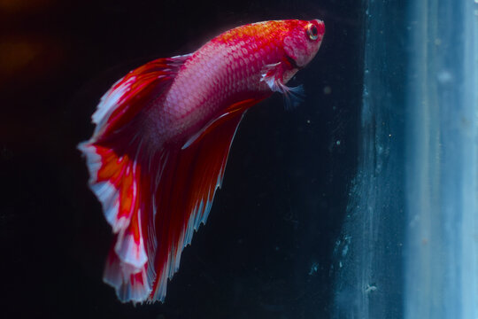 Multi color Siamese fighting fish(Rosetail)(halfmoon),dragon fighting fish,Betta splendens,on black background,Dumbo ears