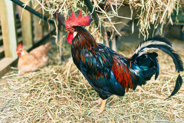 Adorable rooster at the farm.