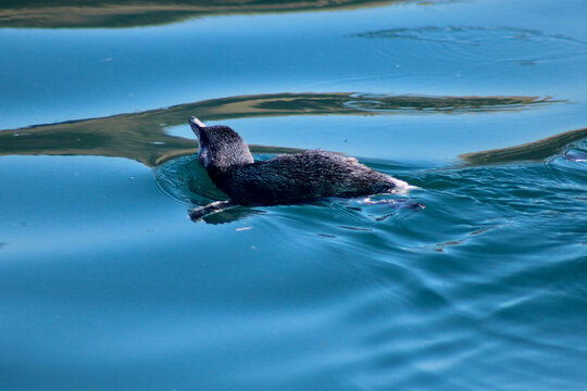 Little Blue Penguin swimming on surface showing white edges of flippers