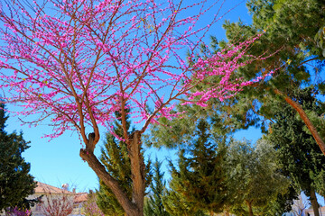 tree blooms with lilac flowers in Cyprus