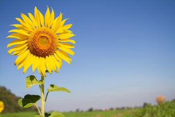 Sunflower with blue back of the sky