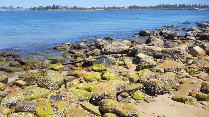 Rocks covered in green algae on Horseshoe Beach, Newcastle, New South Wales, Australia
