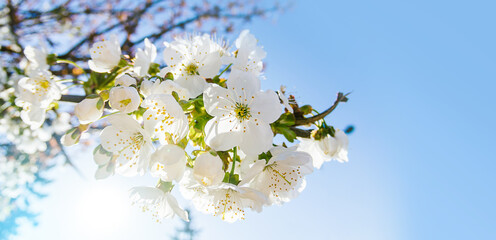 Blooming cherry branch at spring garden bright blue sky
