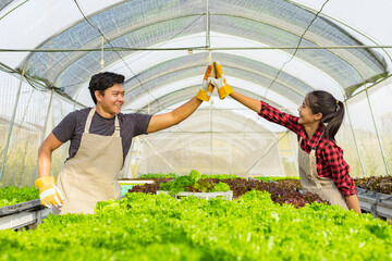 farmer ware agricultural gloves keep vegetable at hydroponic farm and observing growth vegetable...