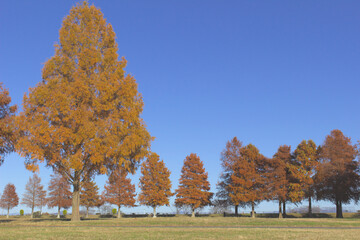 秋の公園の風景