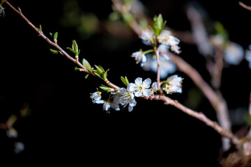 Spring scene when flowers peach blossom in ethnic minority villages in Dong Van, Ha Giang
