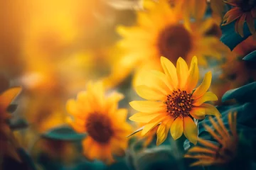 Zelfklevend Fotobehang field of blooming sunflowers and light of sun in the morning. © Charnchai saeheng