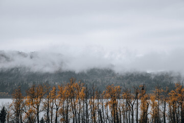 fog in the forest