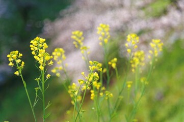 Obraz premium Close up view of lovely yellow canola flowers in a beautiful Rapeseed field with pink cherry blossom trees (Sakura) in the blurred background ~ Vibrant scenery of Japanese countryside in springtime