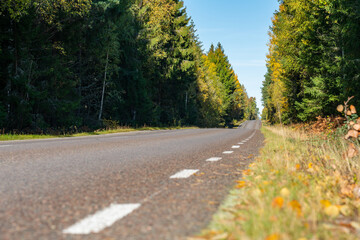 Road in the autumn forest