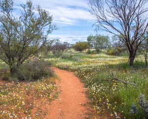 Mullewa, Mid-west wildflower season September 2020