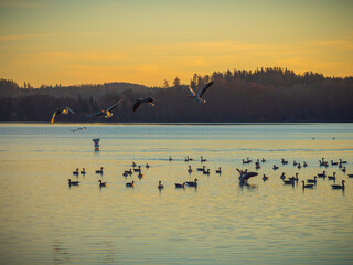 Gänse am Wörthsee