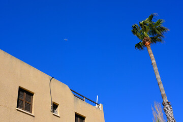 plane in the sky and palm tree