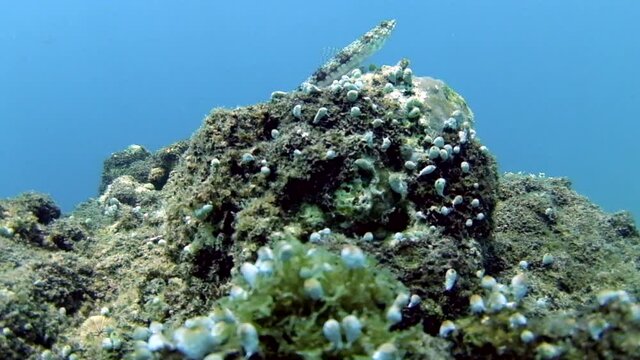 Lizardfish (Synodontidae) Resting On A Coral Under Deep Blue Ocean - underwater