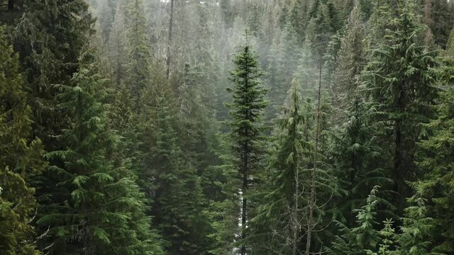 Drone through the pine trees in a foggy forest in the pacific northwest
