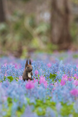 カタクリとエゾリス