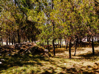 Naklejka premium autumn in the forest