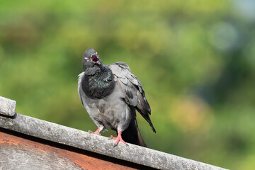 Close-up Rock Pigeon is Yawning on The Roof Isolated on Background