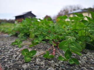 plant