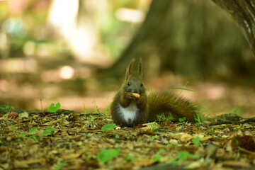 木の下で木の実を食べる子リス