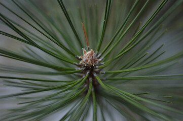 Naklejka na ściany i meble Pine branch at high magnification. Long needles. Christmas tree. Close-up. Wallpaper.