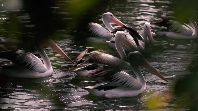 beautiful white pelican in the group 15