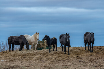 Fototapeta premium Five horses on a mound with hay landscape