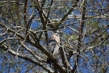 Hawk