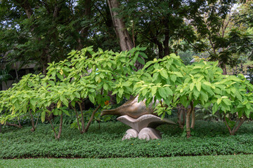 Obraz na płótnie Canvas Cabbage Tree in the garden.(Pisonia grandis R. Br.)Other names include Gatae, Lettuce tree, Mollucean Cabbage,Moonlight tree, Nachukottaikeerai.