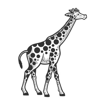 Giraffe animal with circles spots sketch engraving vector illustration. T-shirt apparel print design. Scratch board imitation. Black and white hand drawn image.